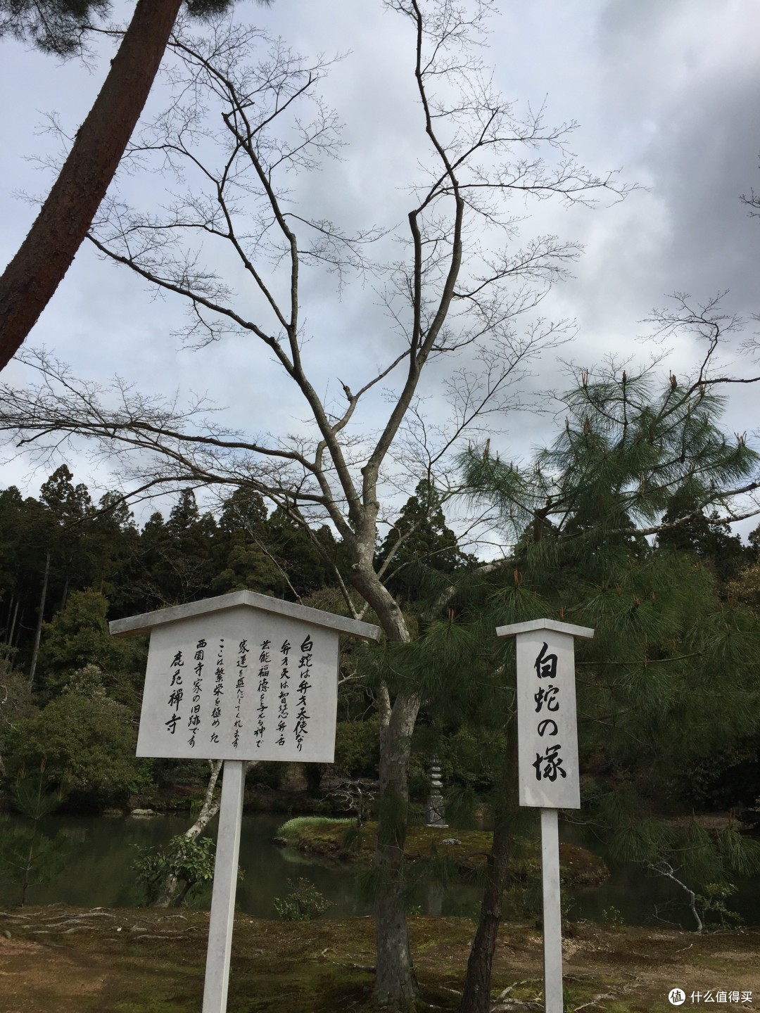 大阪樱花重回胜利轨道，进一步巩固领先地位